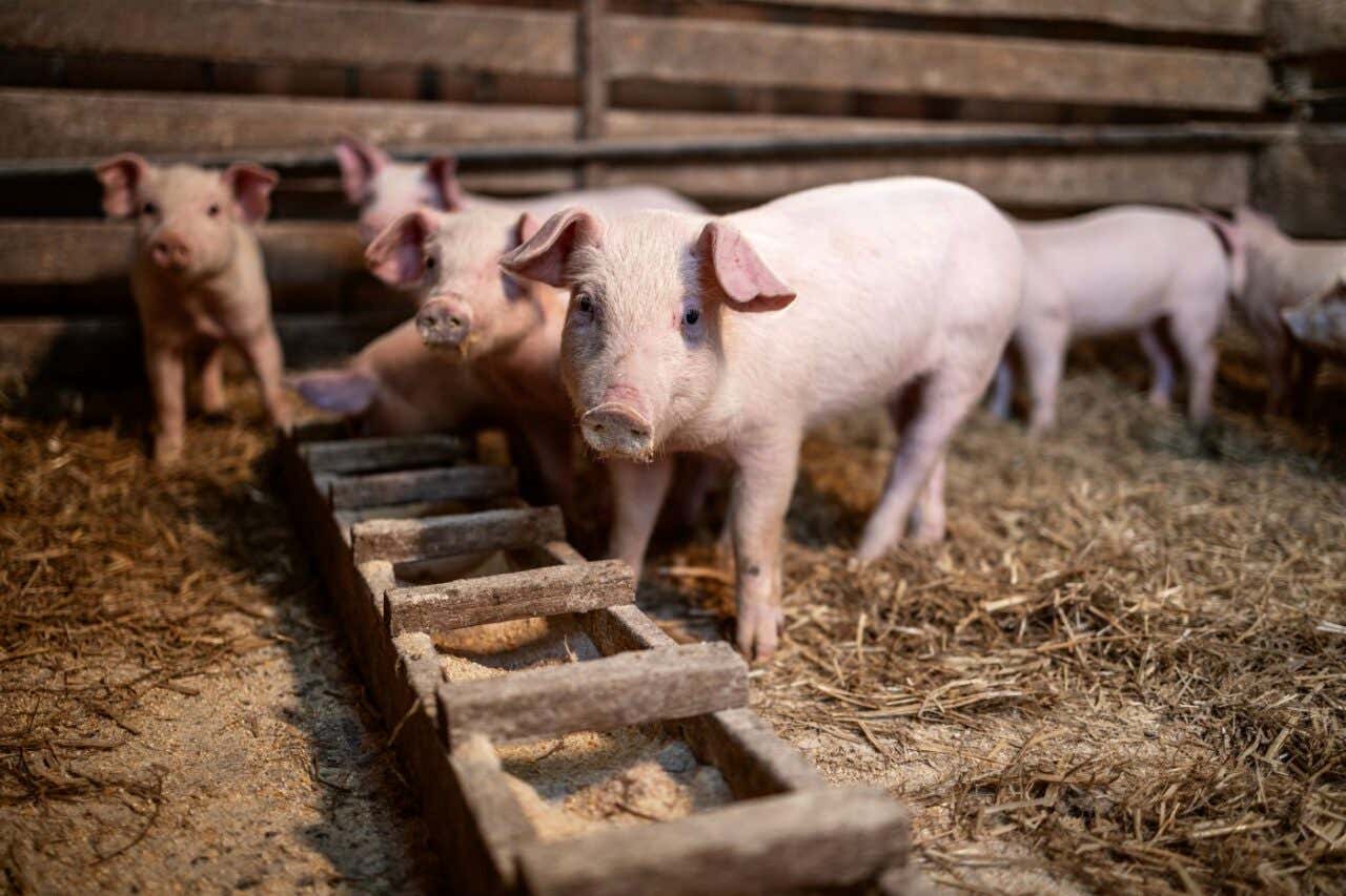 Un grupo de lechones tomados en primer plano