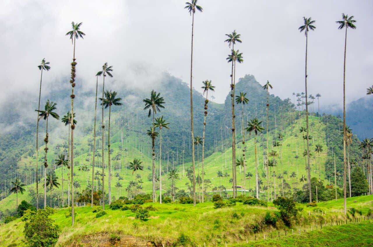 Un valle donde se aprecian varias palmas y montañas entre nubes