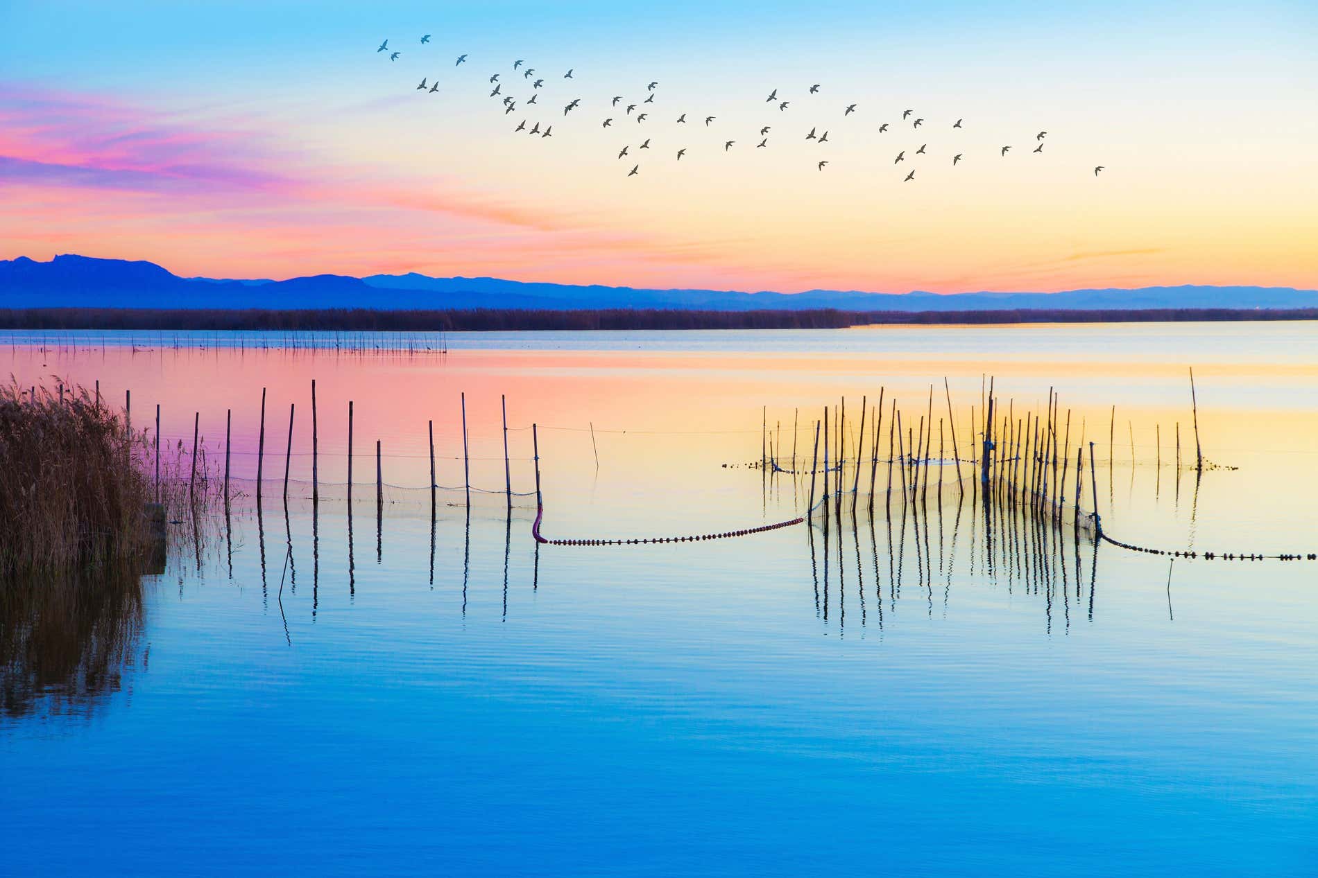 A flock of birds fly over the Albufera lake, reflecting pink and orange colours at sunset in Valencia