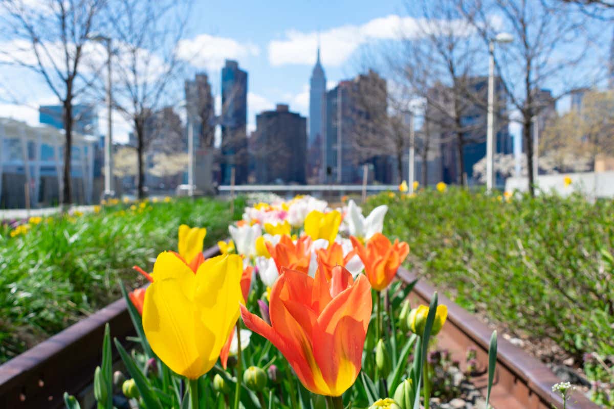 Tulipanes amarillos, naranjas y blancos en el Gantry Plaza State Park frente a varios edificios de Nueva York