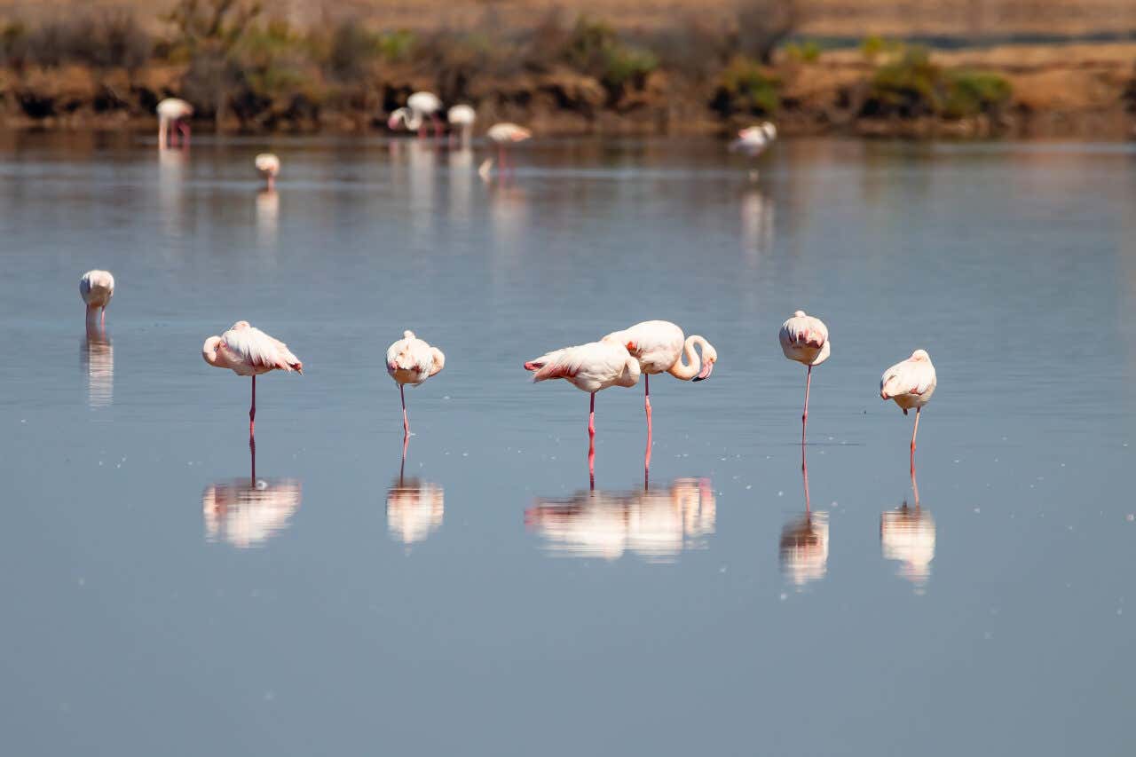 Flamants roses dans un miroir d'eau du parc national de Doñana en Espagne