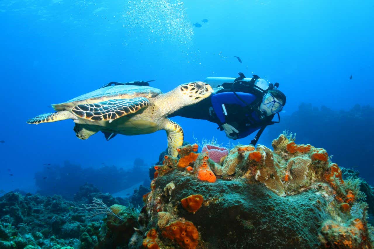 Un plongeur avec une tortue à Playa del Carmen