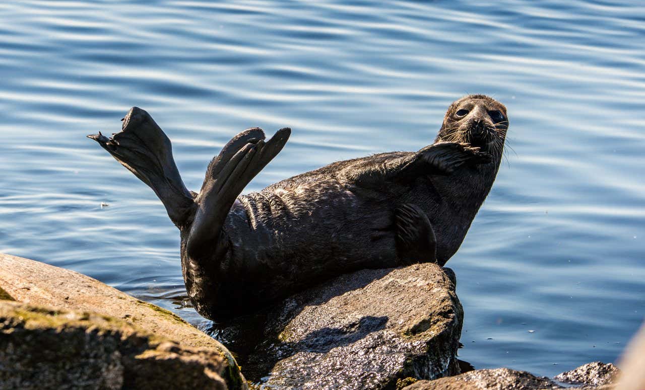 Una foca anillada descansa en una piedra del lago Ládoga