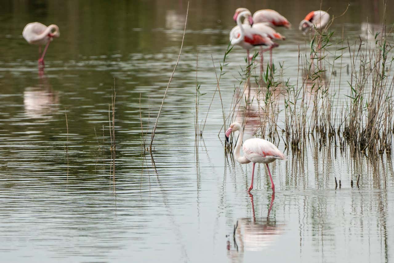 Varios flamencos en el Parque Natural de L'Albufera, uno de los atractivos naturales de la Comunidad Valenciana