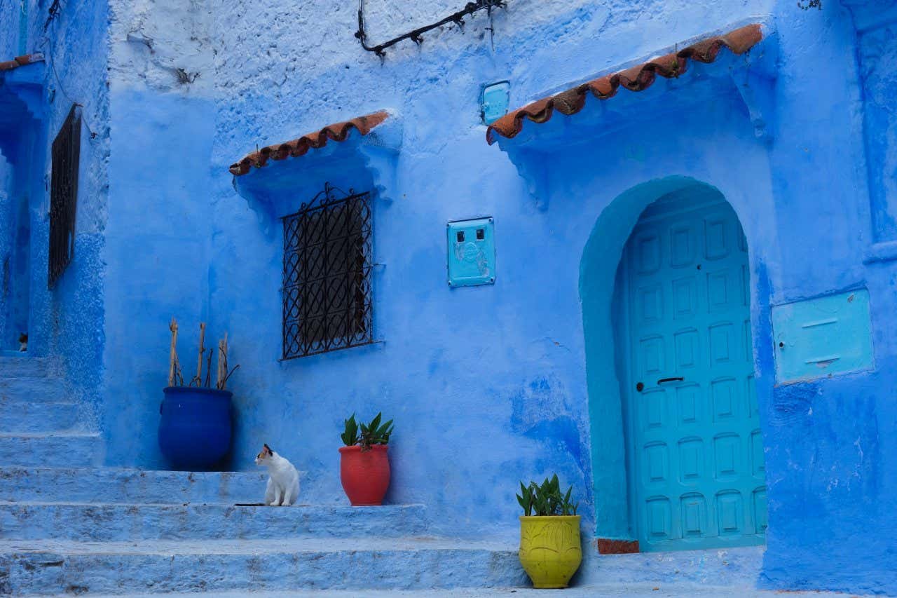 Un chat sur les marches d'une rue, devant les bâtiments bleus de la ville de Chefchaouen au Maroc