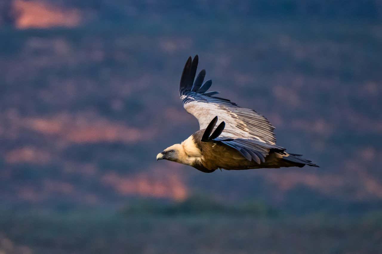 Un ejemplar de buitre leonado sobrevolando el Parque Nacional de Monfragüe