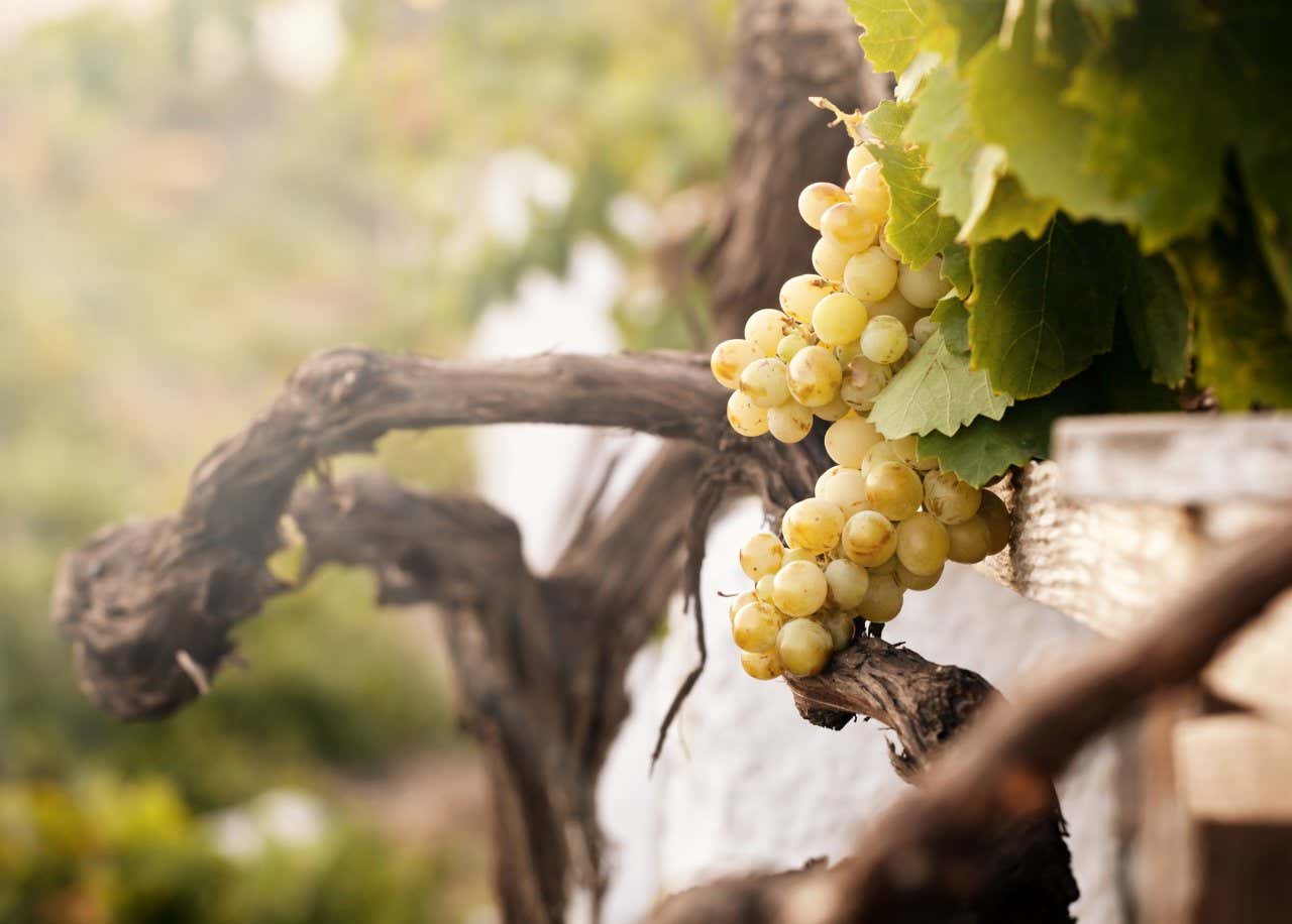 Uvas verdes sobre una rama con hojas verdes