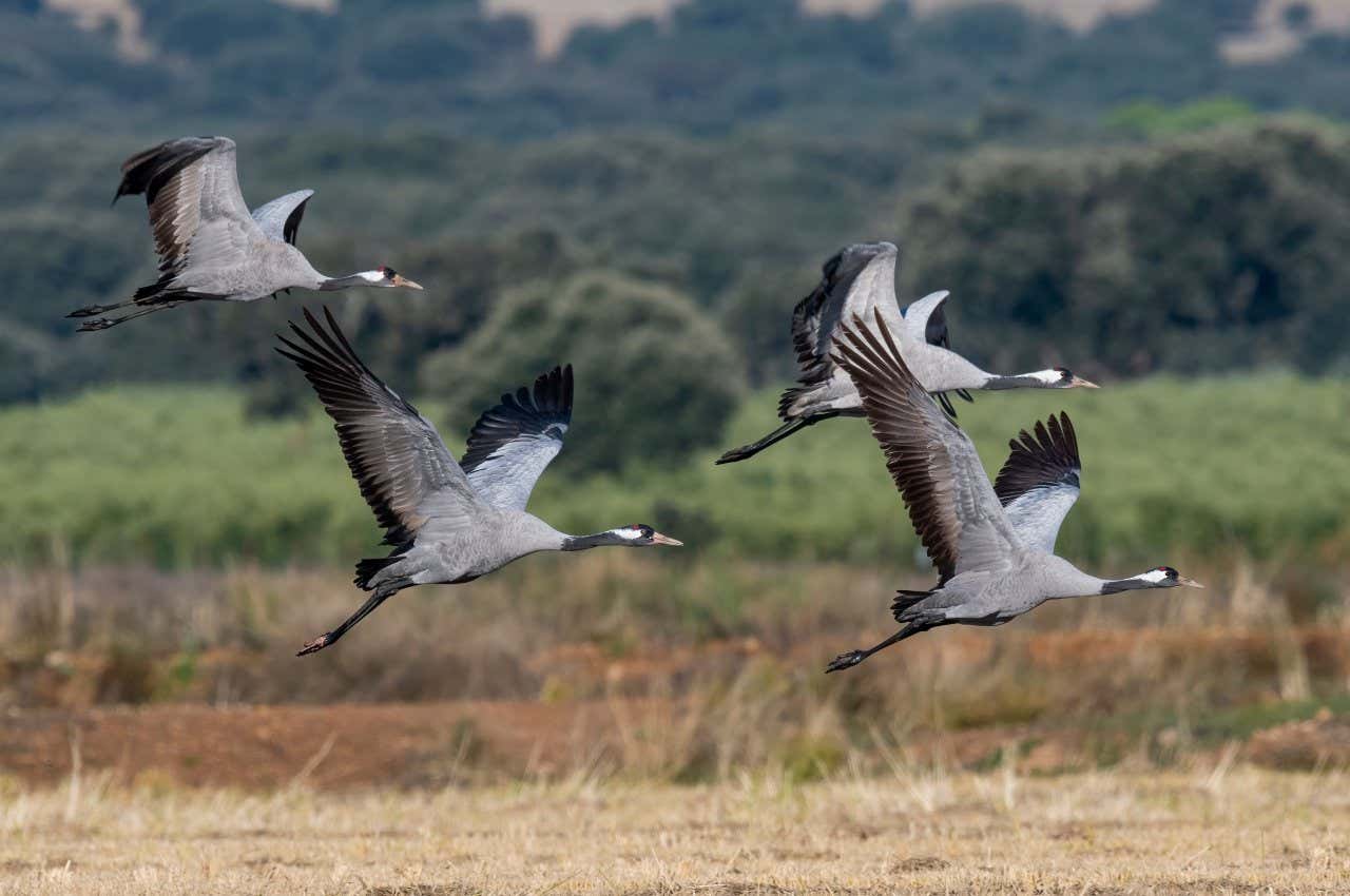 Cuatro grullas sobrevolando el territorio extremeño