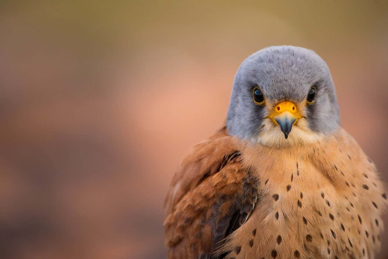 Un ejemplar de cernícalo primilla durante una actividad de avistamiento de aves en Extremadura