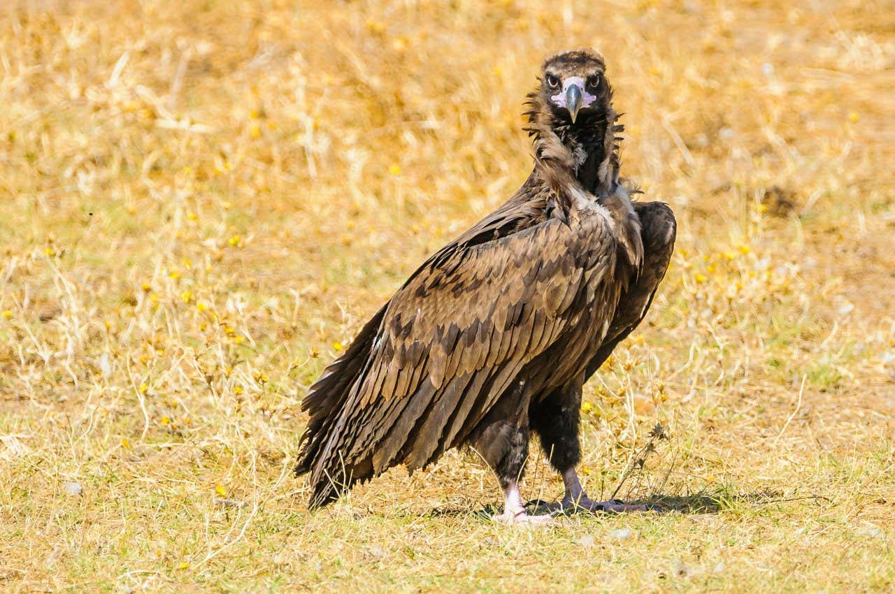 Un ejemplar de buitre negro durante una actividad de avistamiento de aves en el Parque Nacional de Monfragüe