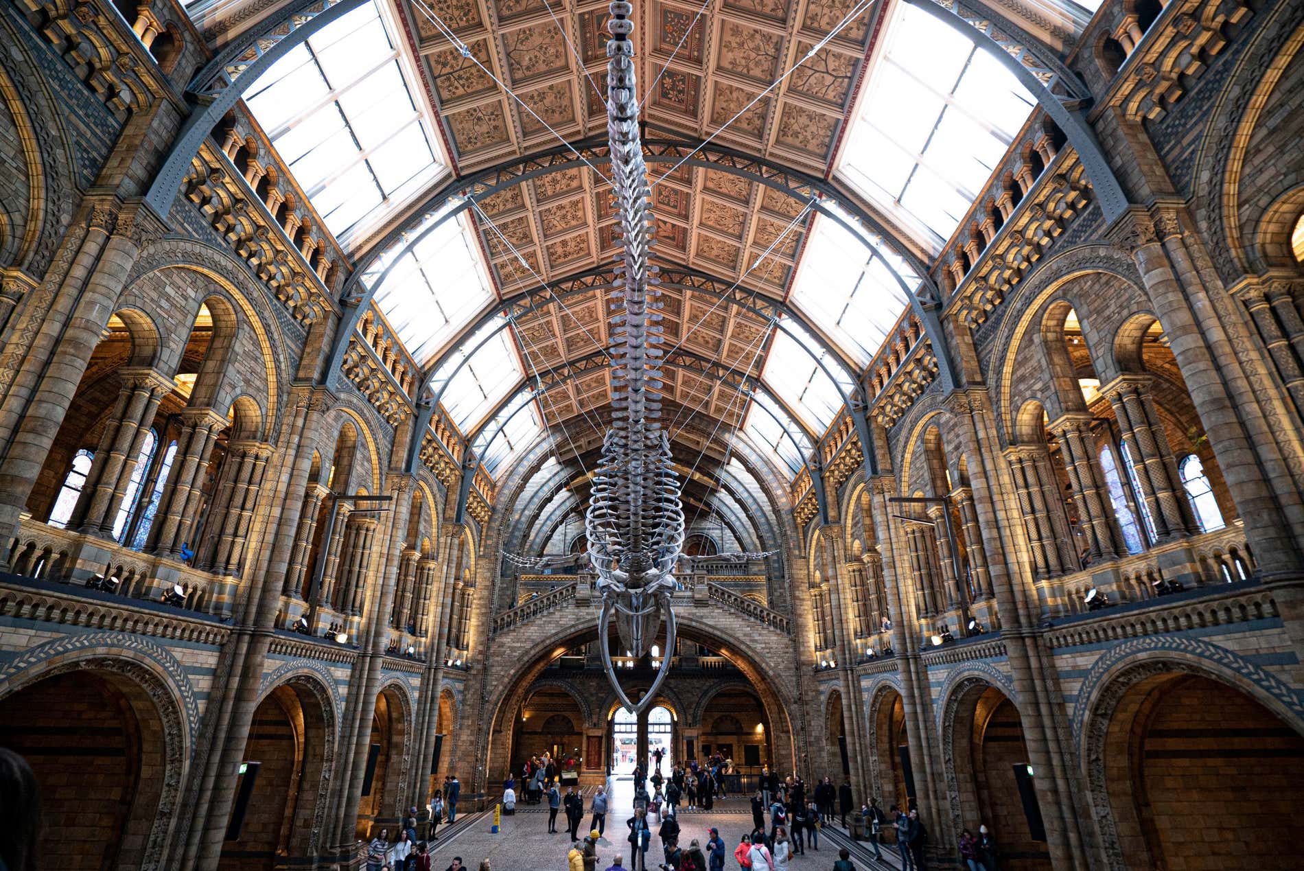 Interno dell'edificio del Natural History Museum, con un enorme scheletro di dinosauro appeso al centro e imponenti finestre in pietra ai lati