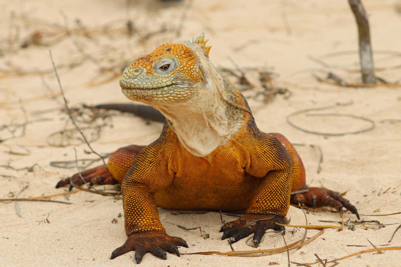 Una iguana posando sobre arena blanca en la Isla Baltra, uno de los animales que ver en Islas Galápagos