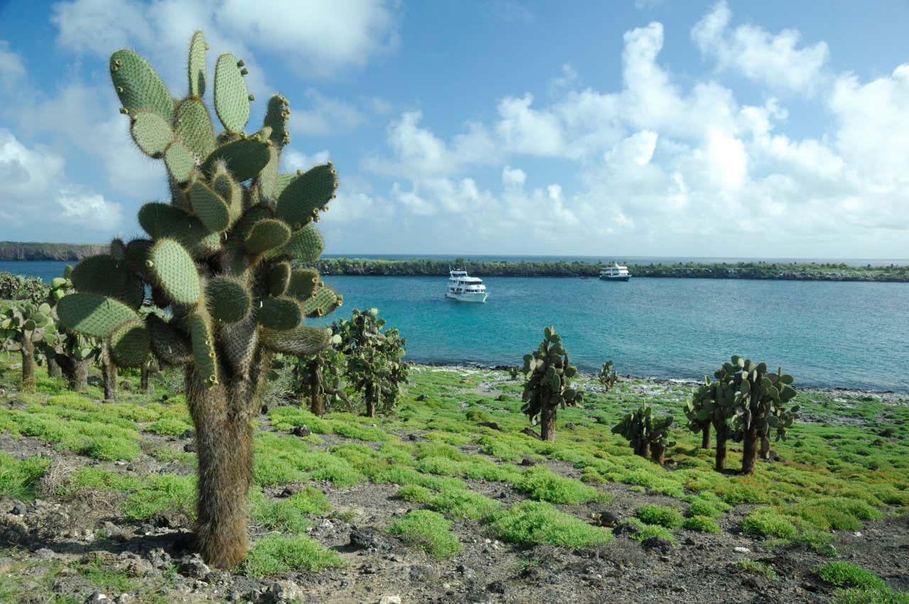 La Isla Santa Fé con algún que otro barco en la bahía y los cactus en tierra