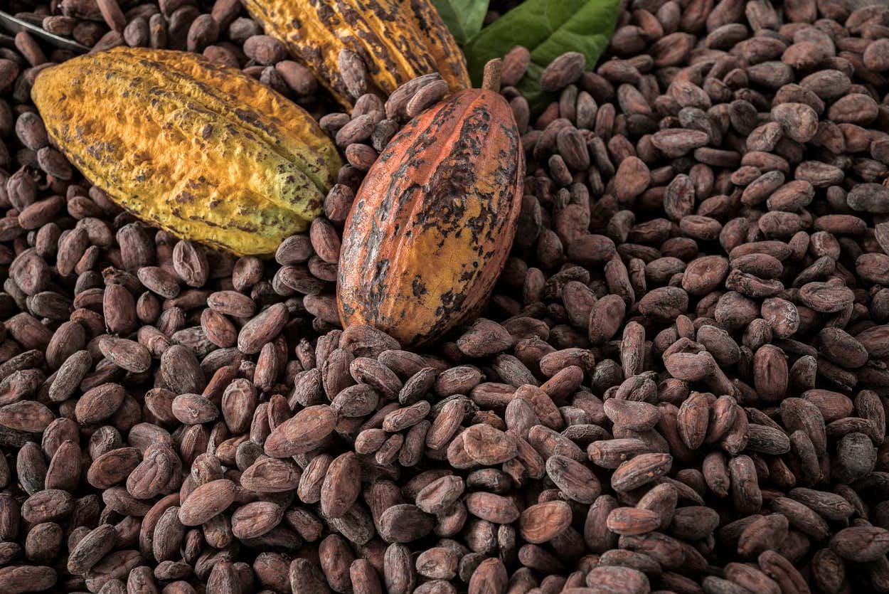 Conjunto de granos de cacao de República Dominicana