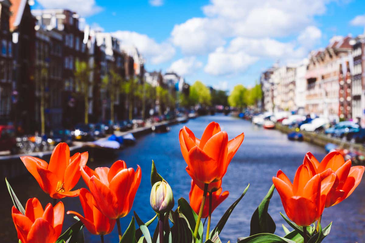 Tulipanes abiertos frente a un canal de Ámsterdam