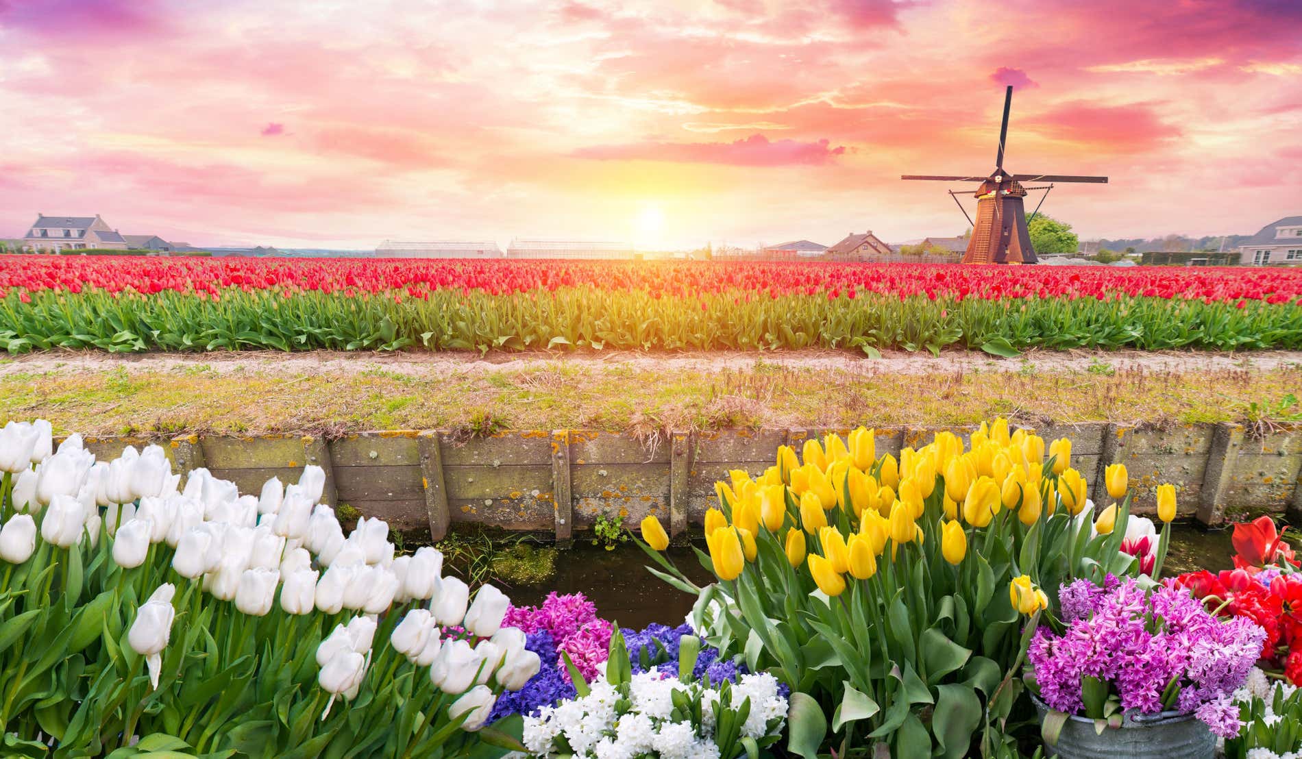 Tulipanes de diversos colores en un campo abierto de Lisse con un molino al fondo