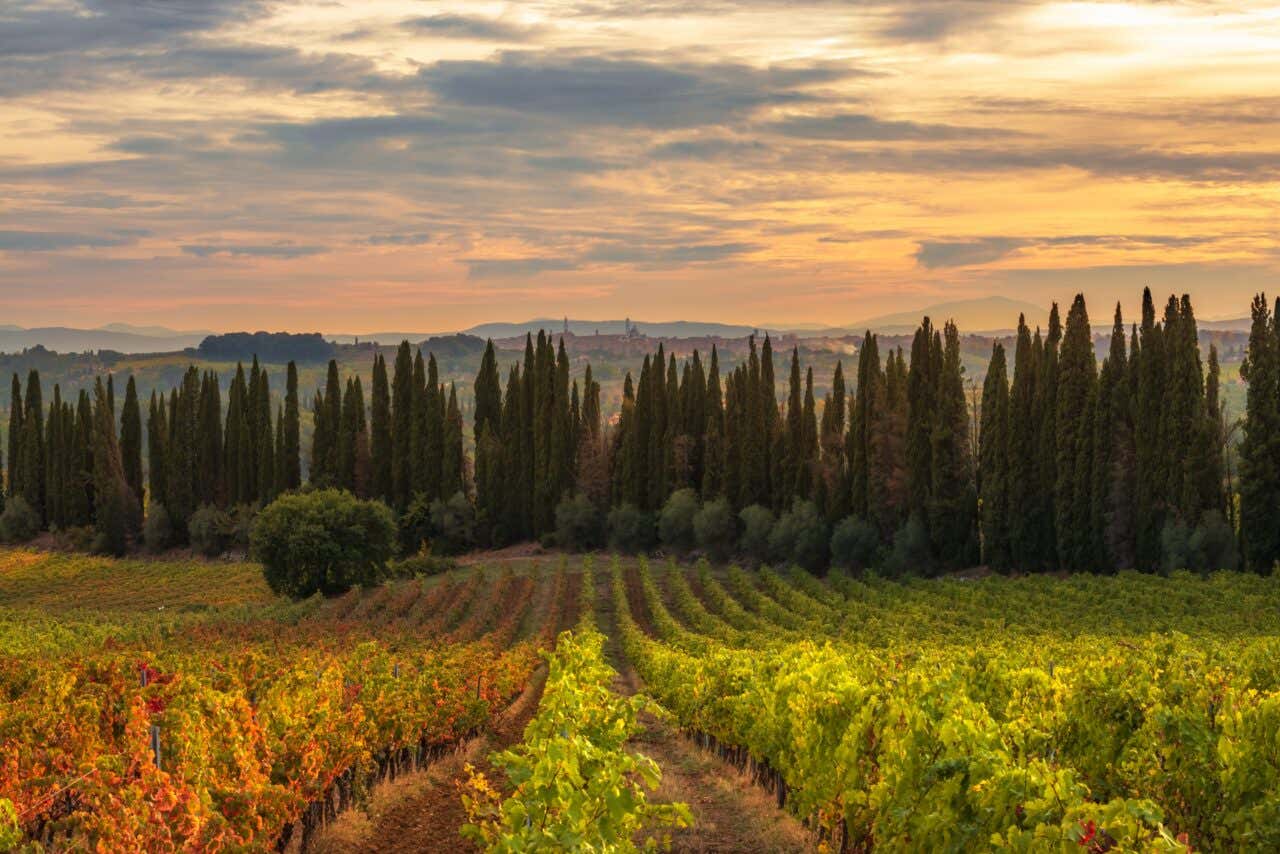 Vignobles de Toscane au coucher de soleil avec des cyprès
