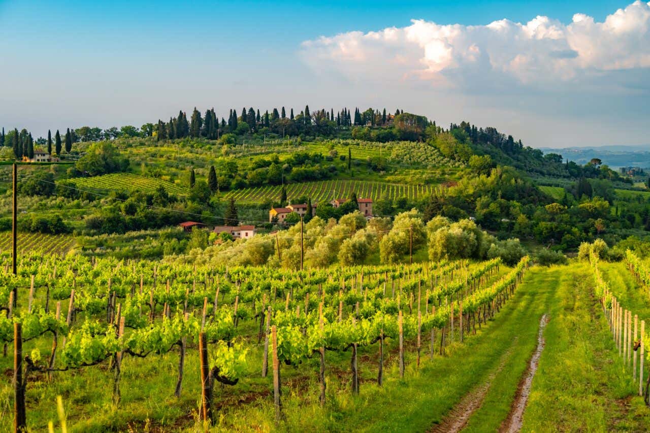 Vignobles du Chanti : un incontournable de toute visite de la Toscane avec des paysages qui symbolisent la région