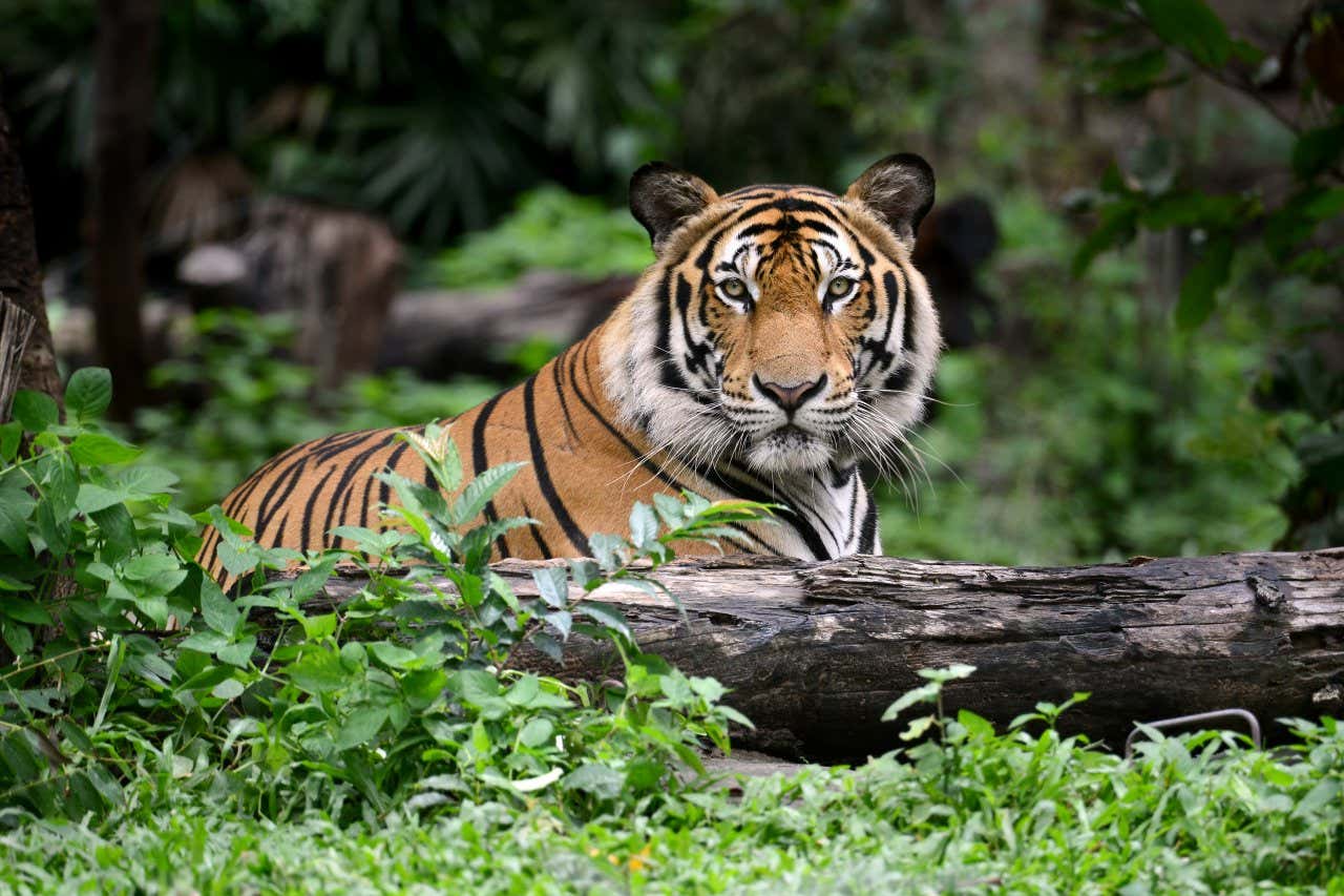 A Bengal tiger looks into the camera lens while lying down behind a fallen tree trunk.