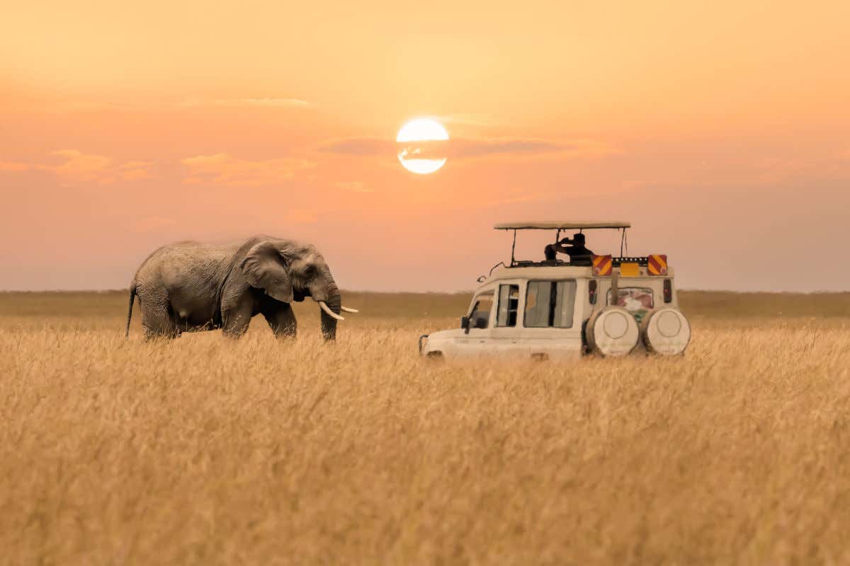 Un elefante en mitad de la sabana acercándose a un todoterreno de un safari durante la puesta de sol
