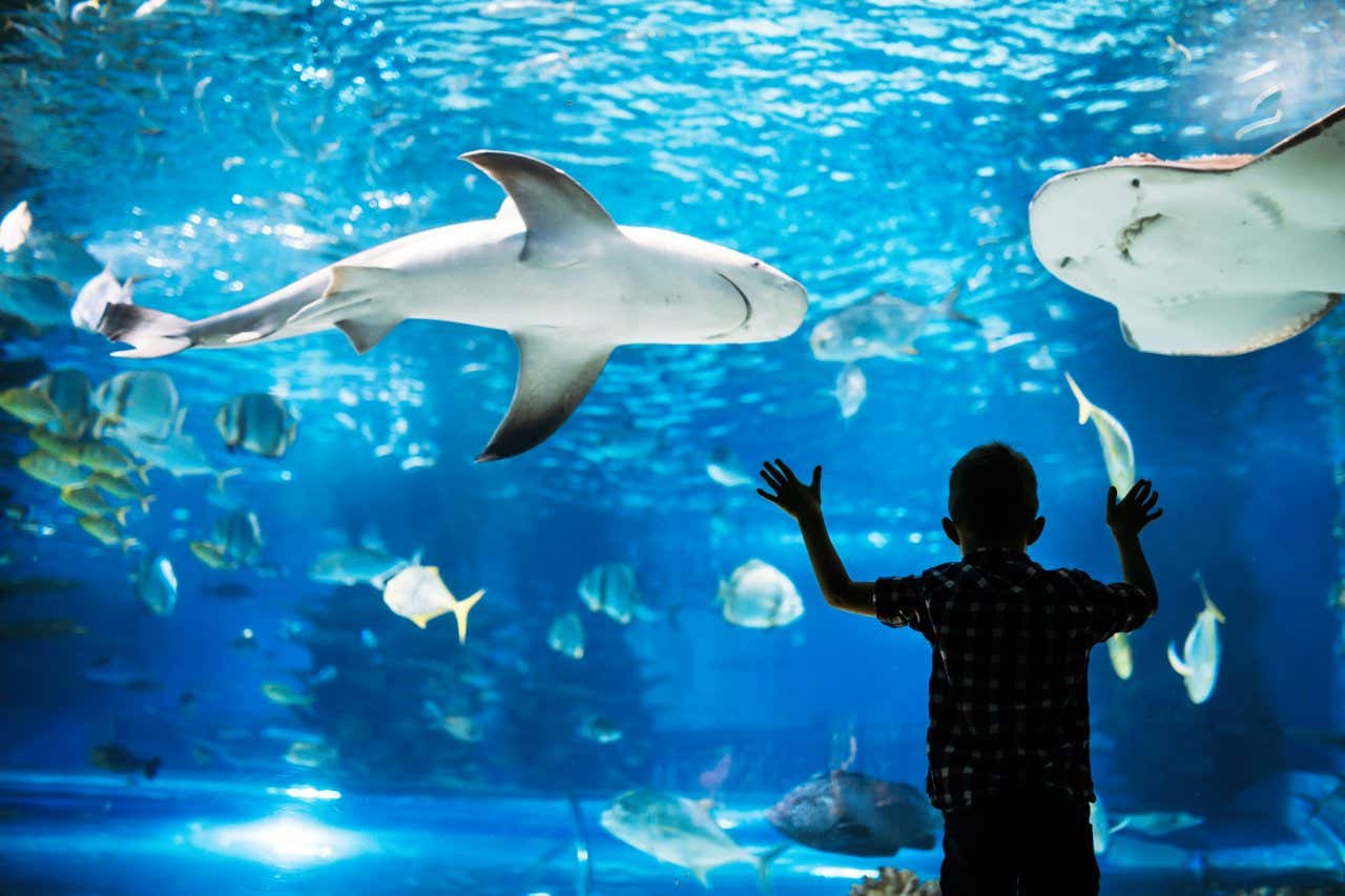 A boy holds his hands against the glass wall of the aquarium, with a shark in view