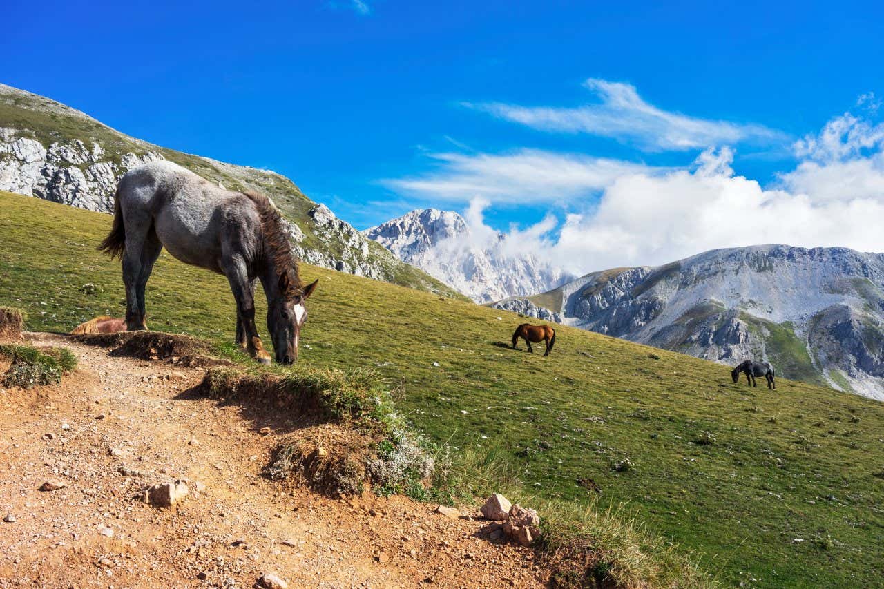 Alcuni cavalli al pascolo in montagna con cime innevate sullo sfondo