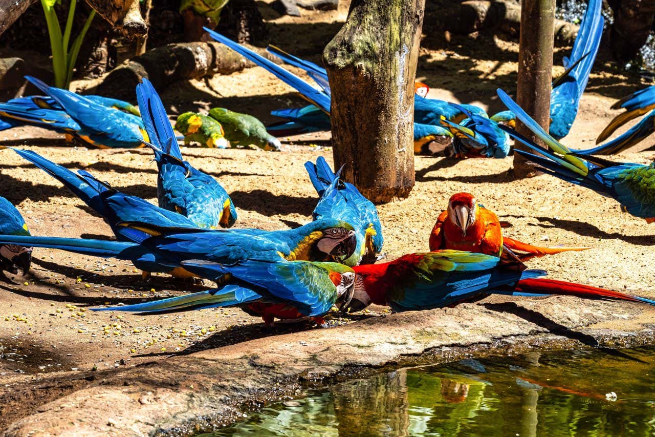 Araras azuis e vermelhas se alimentando no santuário do Parque das Aves
