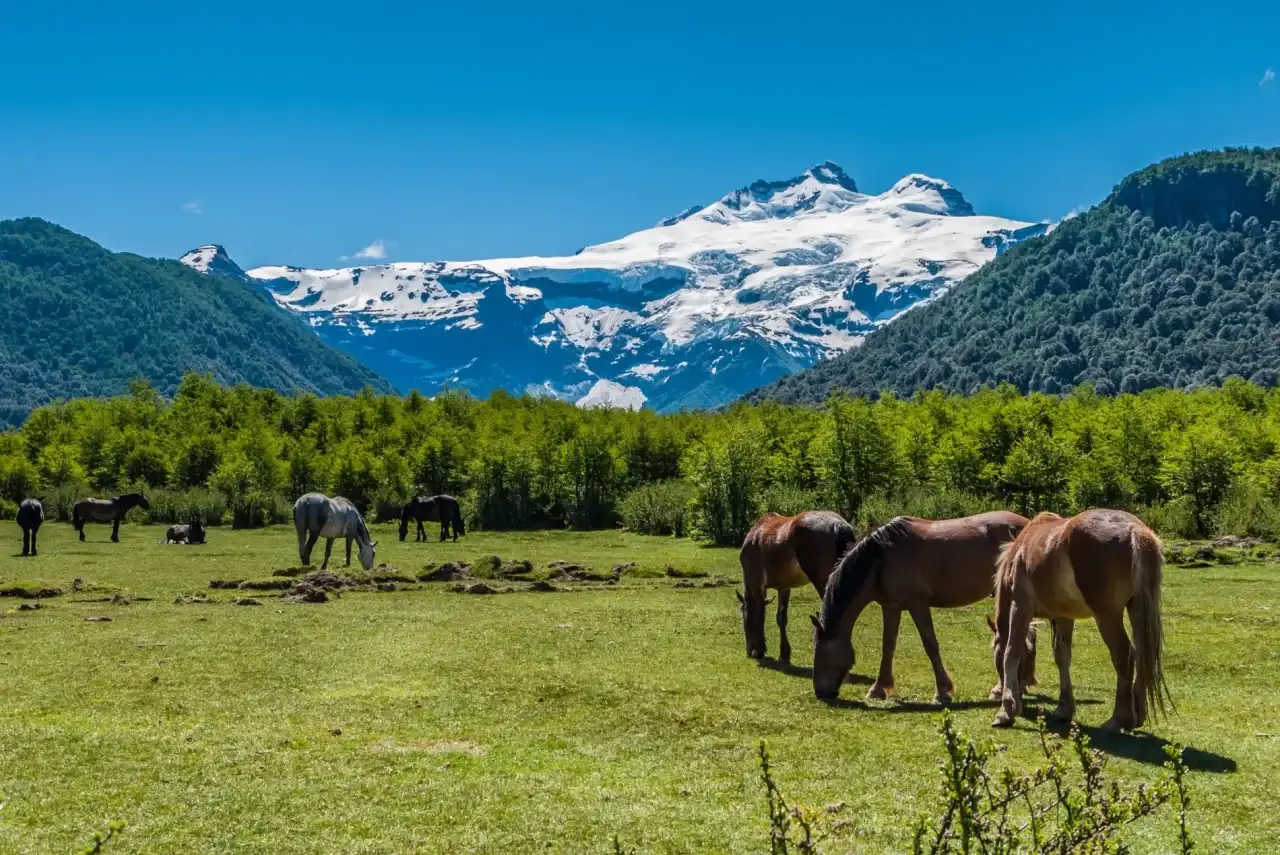 Cavalos selvagens pastando com uma montanha coberta de neve ao fundo

