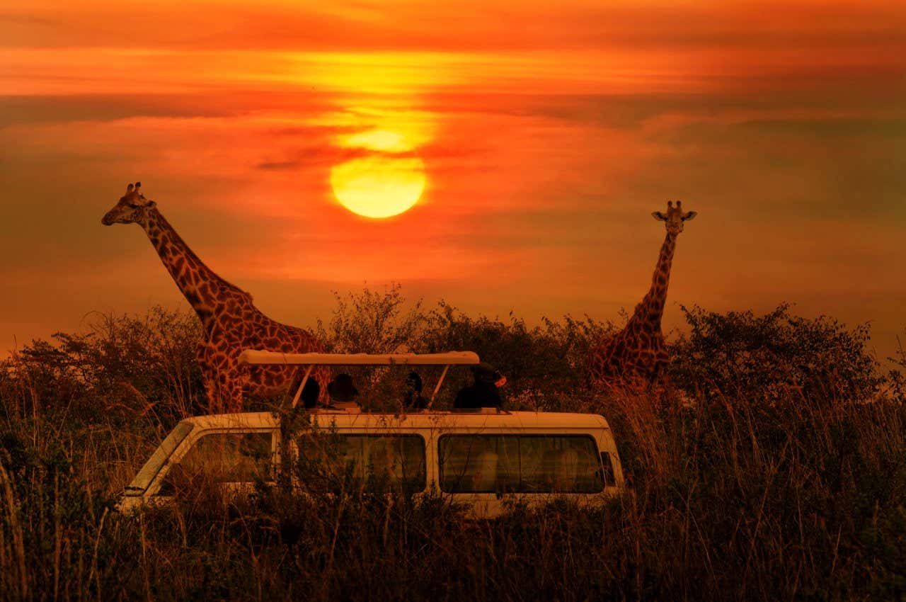 Plusieurs personnes à bord d'un véhicule devant deux girafes se baladant dans la savane au coucher du soleil, l'un des plus beaux parcs du monde