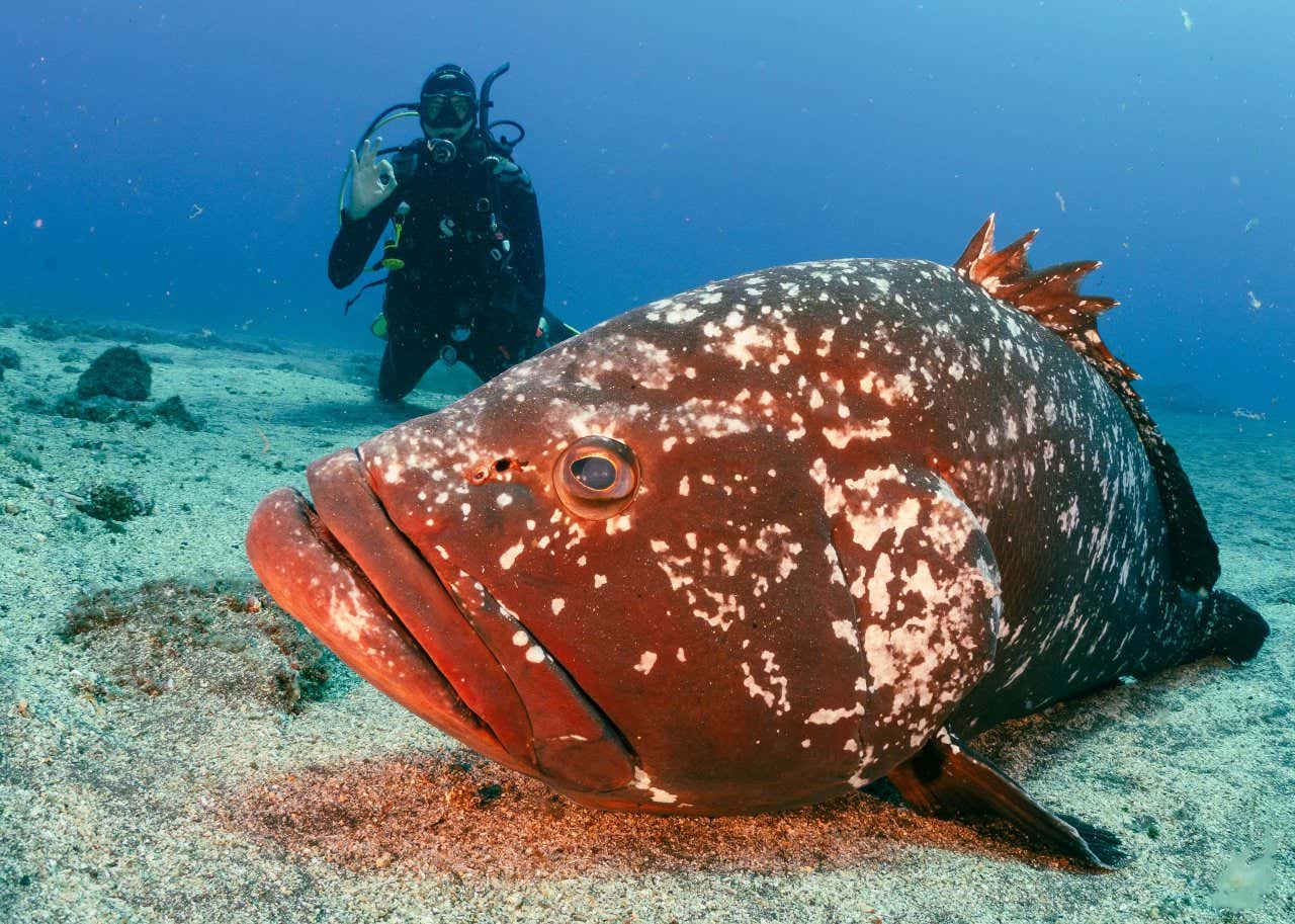 A man scuba diving next to a huge brown fish at the seabed.