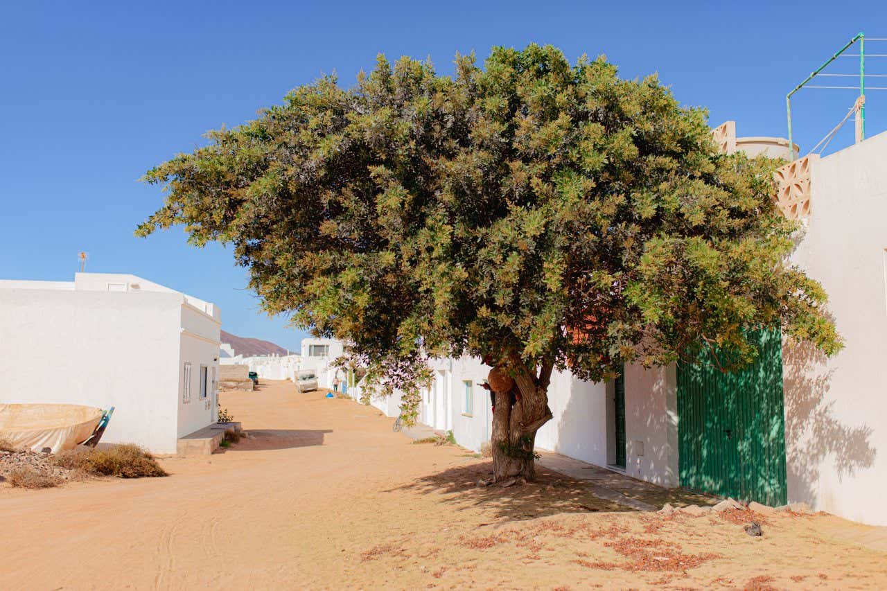 Un sentiero di sabbia a La Graciosa, con un albero in primo piano, casette bianche e un cielo azzurro sullo sfondo