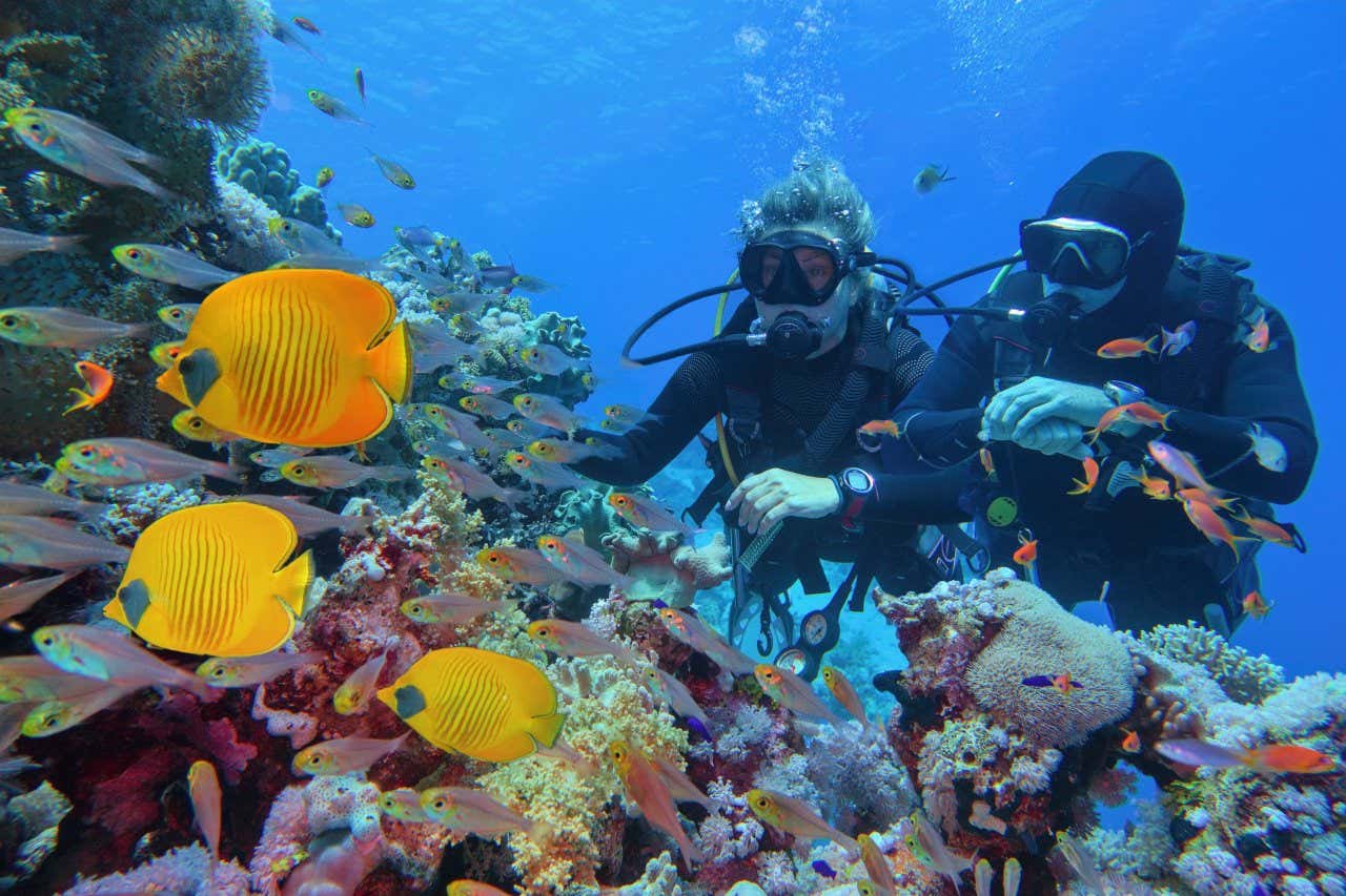 Two divers over a coral reef with large yellow fish and smaller white and gold fish