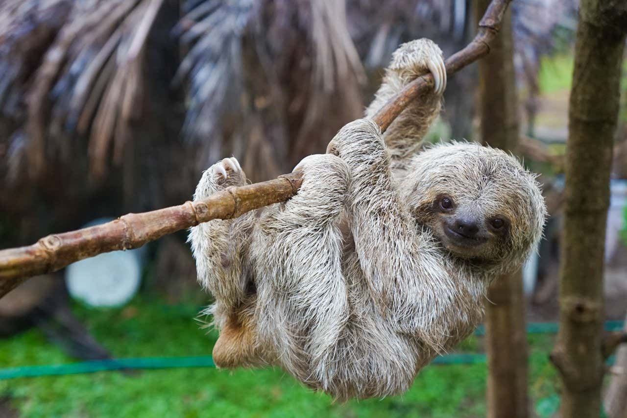 A grey sloth looking at the camera and hanging onto a thin branch; an excellent idea for your family vacation