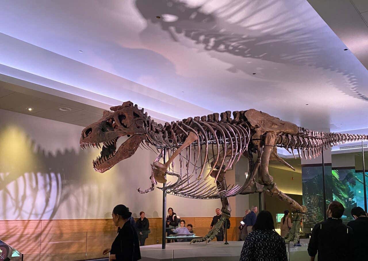 Algumas pessoas observando esqueleto de um dinossauro em uma sala de um museu