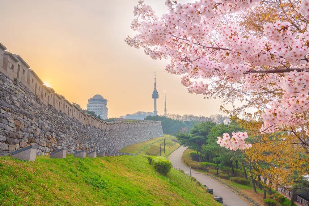 Vista di un parco di Seul in primavera con in primo piano un ciliegio in fiore e sullo sfondo la torre di Seul