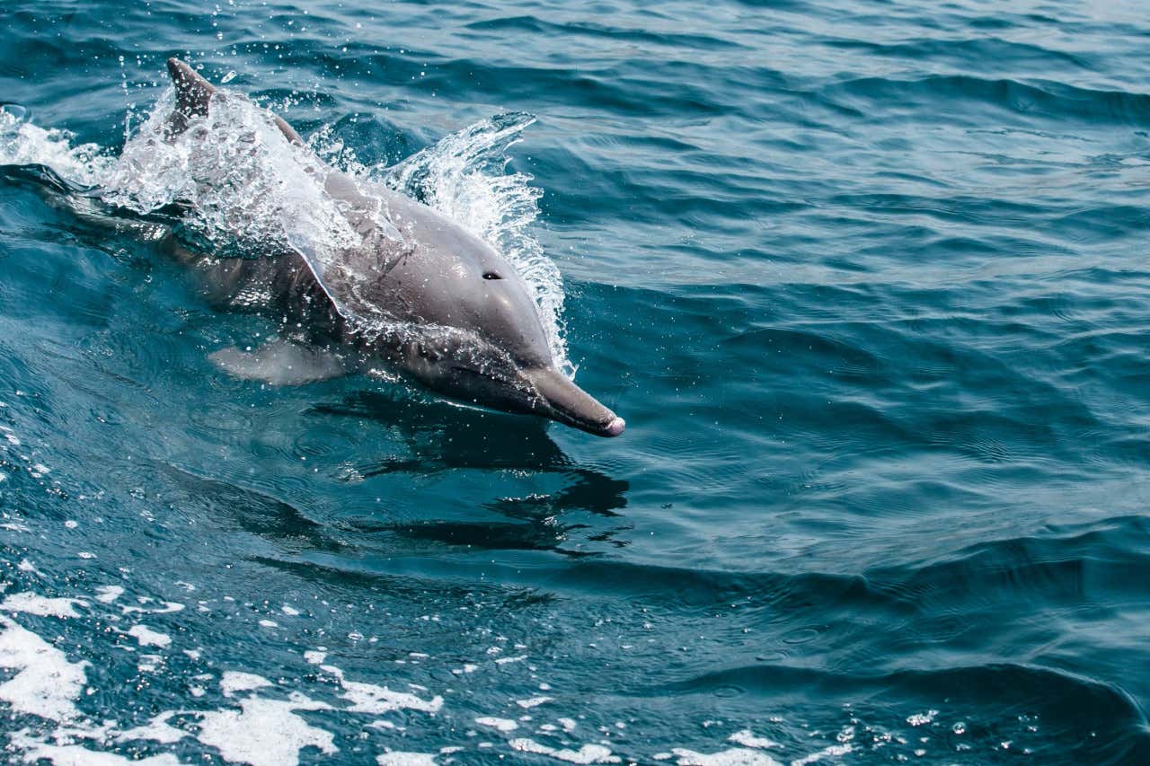Un delfín nadando en el mar