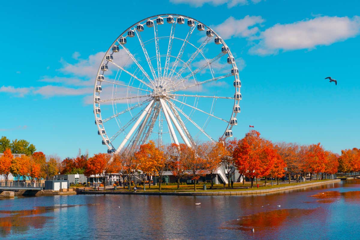 Vista de La Grand Roue, una gran noria de Montreal, Canadá, que se erige a orillas del río San Lorenzo, con unos árboles con hojas otoñales en primer término