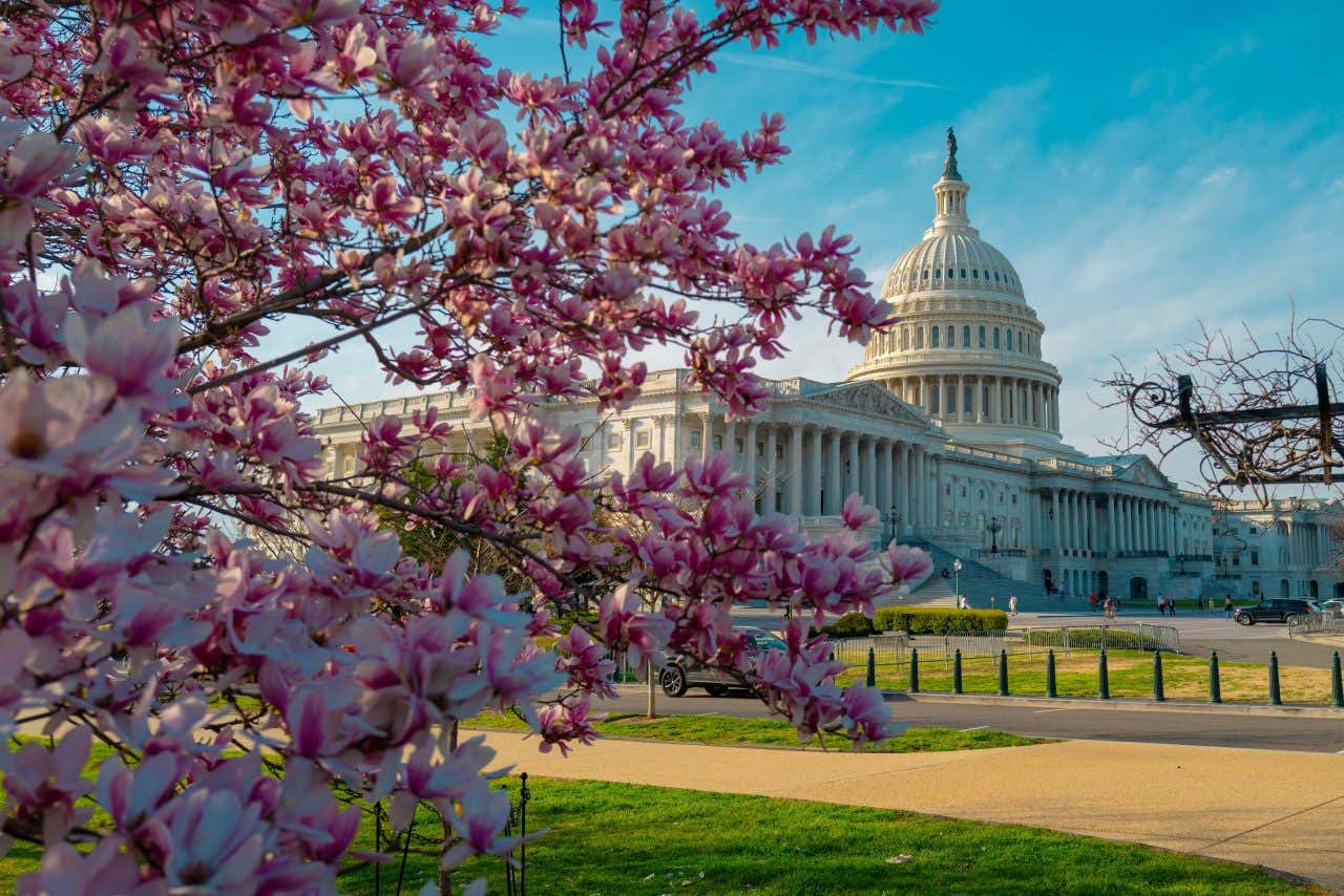 Vue sur le capitole de Washington avec un cerisier en fleur