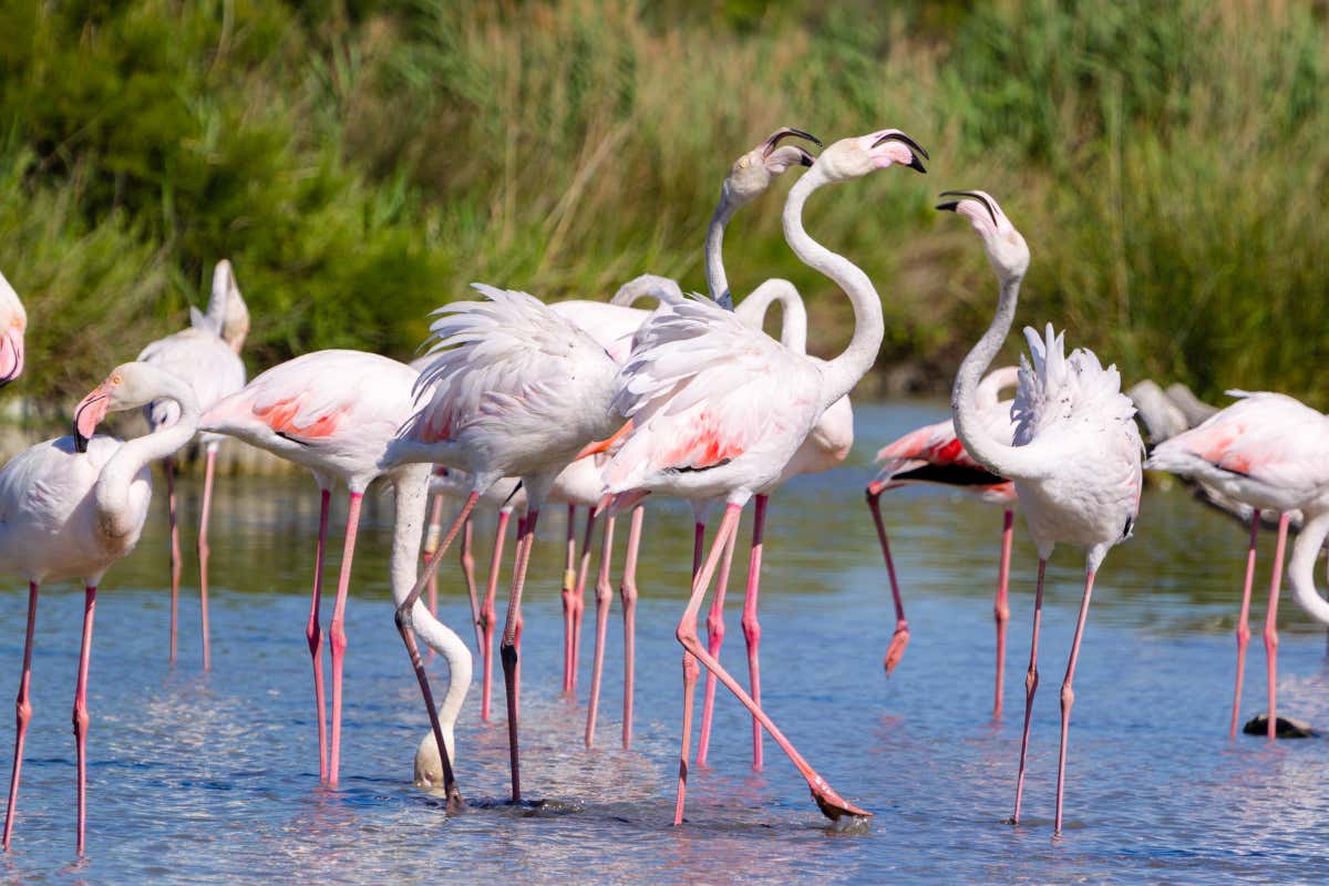 Un grupo de flamencos rosas en unos humedales de la Camarga, una región del sur de Francia famosa por sus marismas
