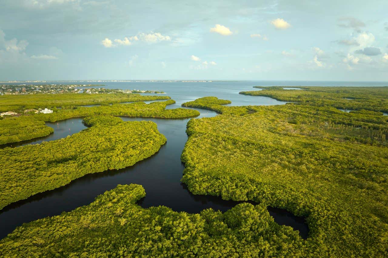 An aerial view of Everglades National Park with a cloudy blue sky in the background.