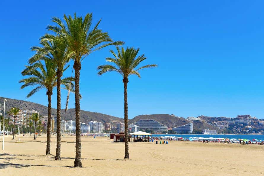 A view of Sant Antoni Beach, a sandy beach under a clear blue sky with palm trees and people sunbathing under umbrellas on the sand.