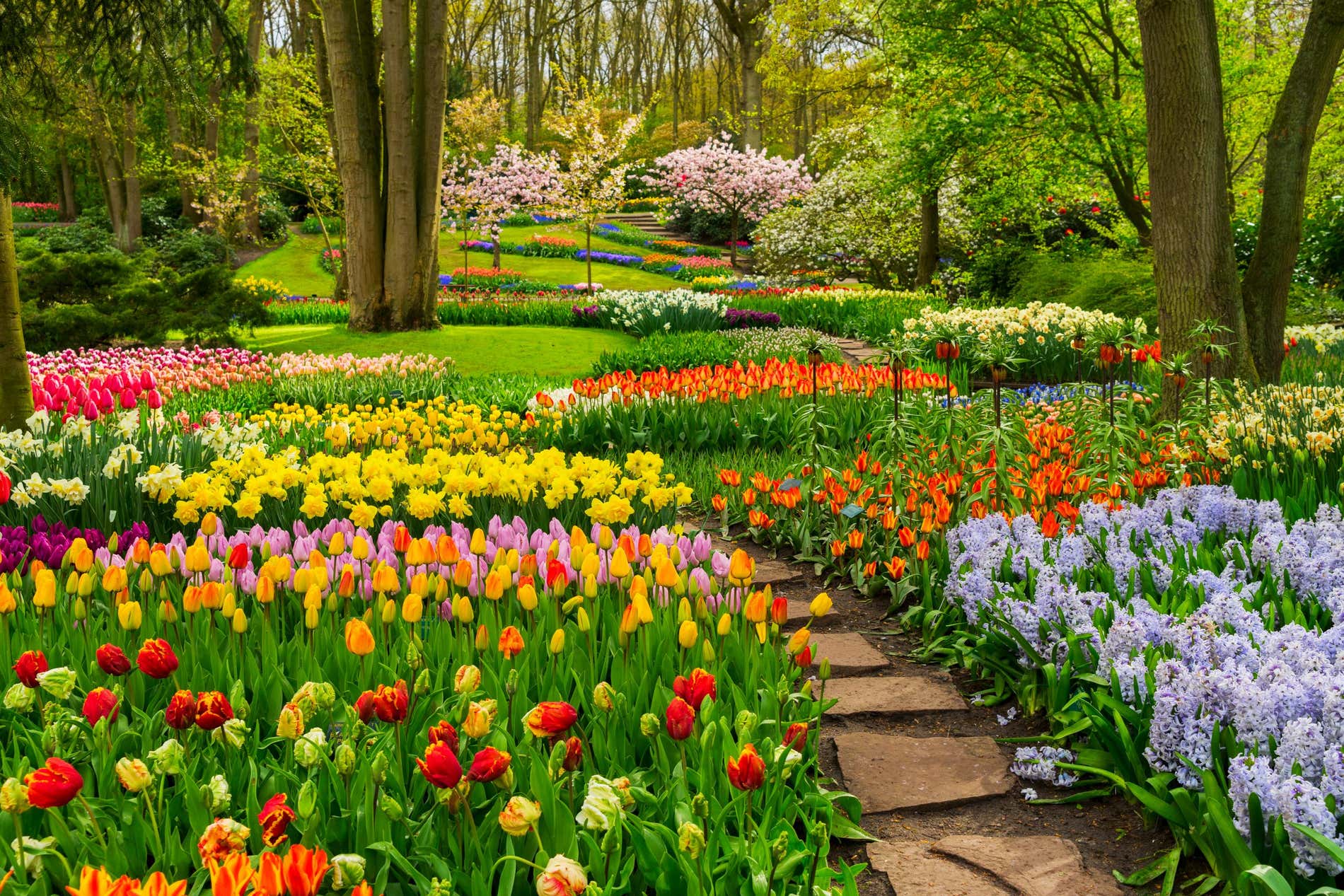 Colorful tulips and flowerbeds in spring