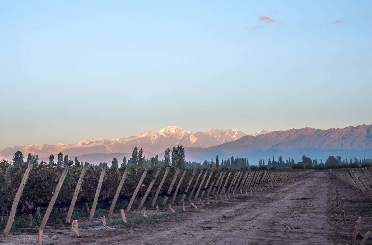El amanecer en un viñedo de Maipú