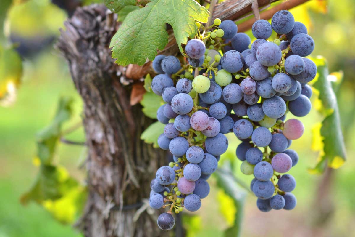 Detalle de una parra con uvas de color tinto violáceo