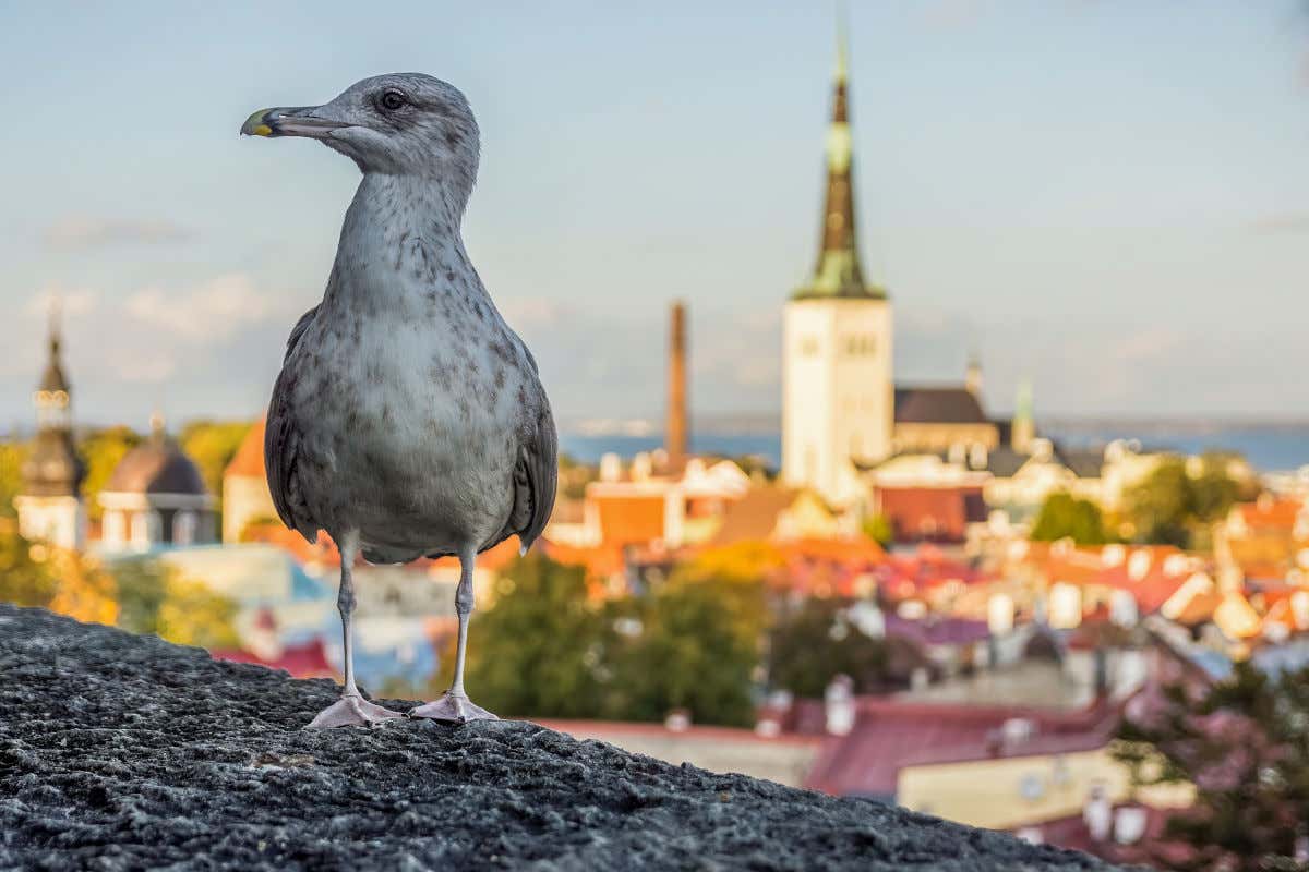 Una gaviota posada en un muro con vistas a las torres y tejados de Tallin