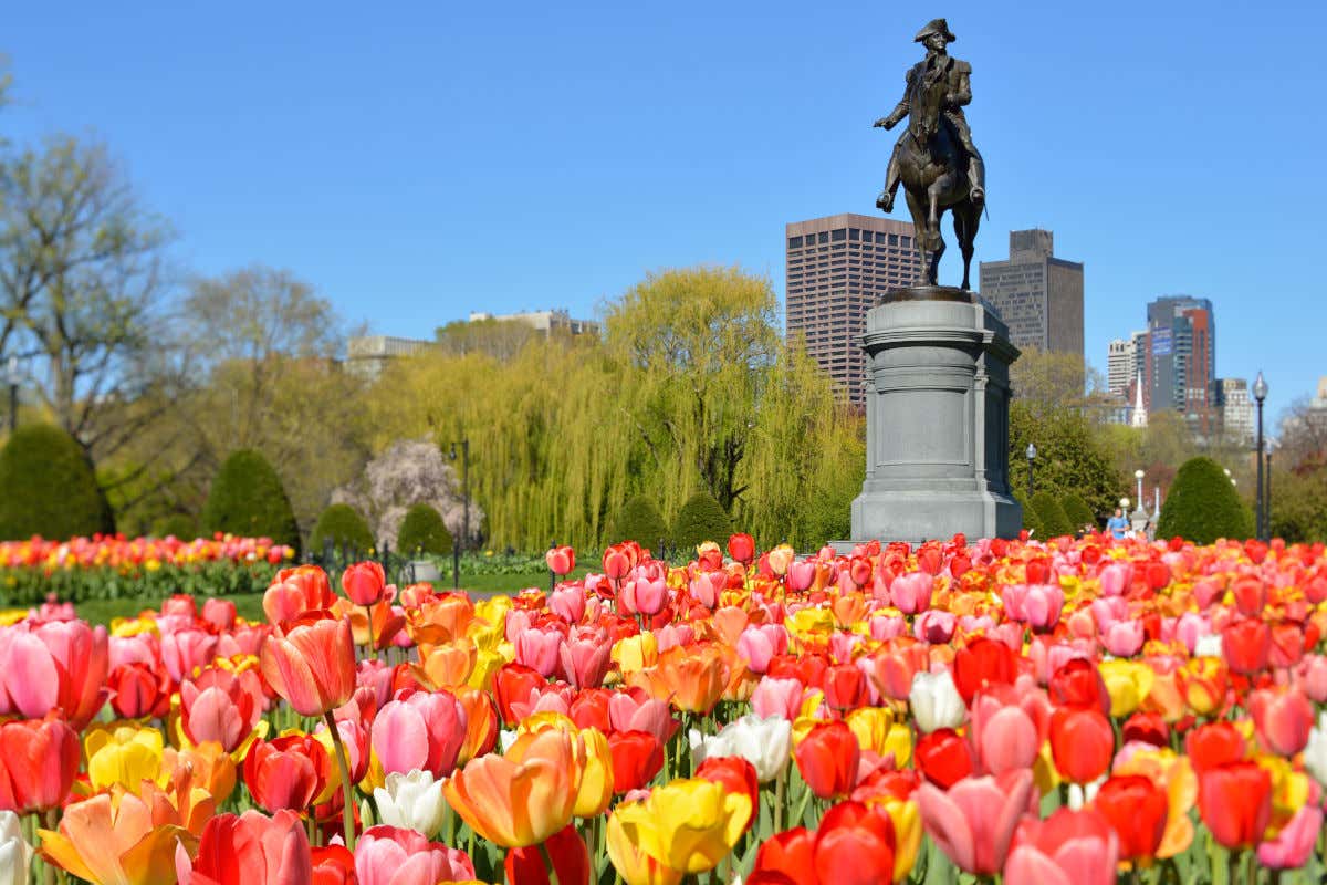 Boston Common, un parque público de Boston decorado con tulipanes coloridos frente a una estatua ecuestre de bronce