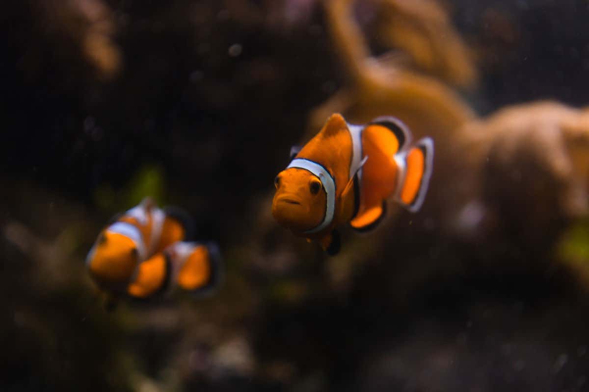Dos peces payaso nadando en el interior de un acuario