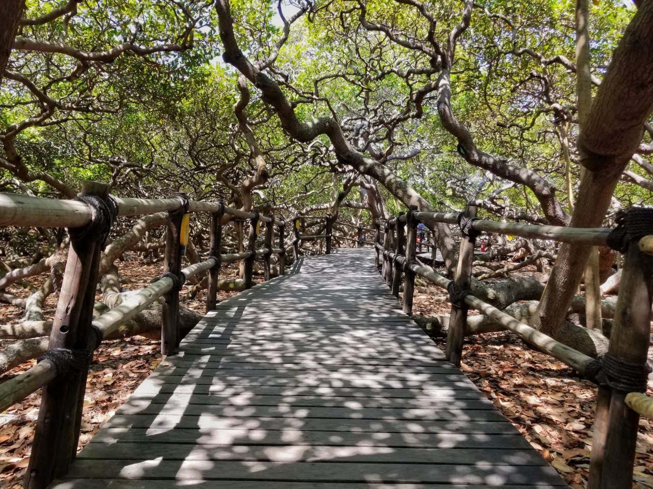 Uma passarela de madeira cercada por galhos e folhas do Maior Cajueiro do Mundo
