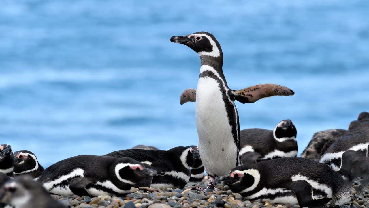 Un pingouin sur une plage de Puerto Madryn