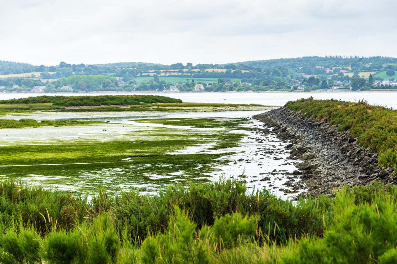 Views of marshes in Normandy
